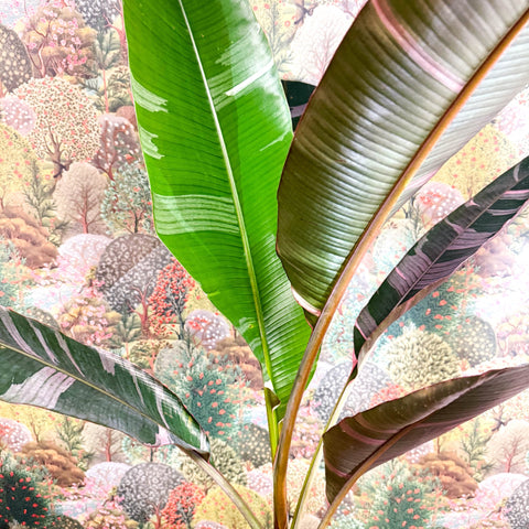 Musa 'NoNo' - Pink Variegated Banana Plant - Sprouts of Bristol