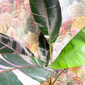 Musa 'NoNo' - Pink Variegated Banana Plant - Sprouts of Bristol