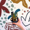 Muscari 'Big Smile' - Potted Grape Hyacinth Bulbs - Sprouts of Bristol