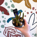Muscari 'Big Smile' - Potted Grape Hyacinth Bulbs - Sprouts of Bristol