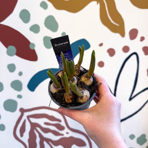Muscari 'Big Smile' - Potted Grape Hyacinth Bulbs - Sprouts of Bristol