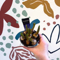 Muscari 'Big Smile' - Potted Grape Hyacinth Bulbs - Sprouts of Bristol