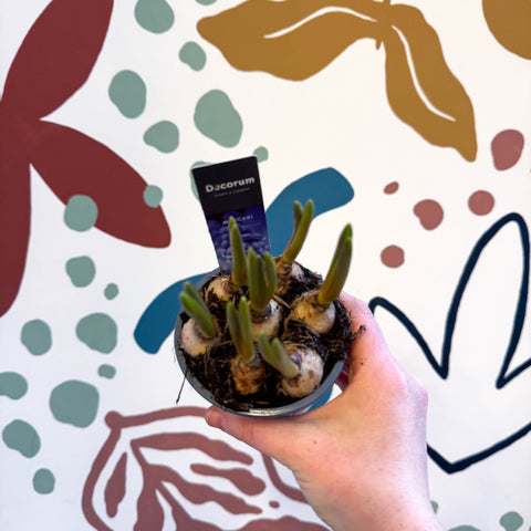 Muscari 'Big Smile' - Potted Grape Hyacinth Bulbs - Sprouts of Bristol