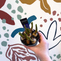 Muscari 'Big Smile' - Potted Grape Hyacinth Bulbs - Sprouts of Bristol