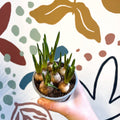 Muscari 'White Magic' - Potted White Grape Hyacinth Bulbs - Sprouts of Bristol