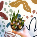 Muscari 'White Magic' - Potted White Grape Hyacinth Bulbs - Sprouts of Bristol