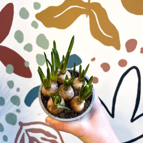Muscari 'White Magic' - Potted White Grape Hyacinth Bulbs - Sprouts of Bristol
