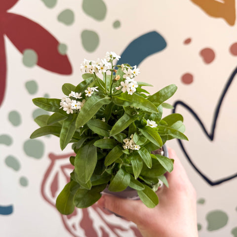Myosotis sylvatica 'Mon Amie White' - White Forget - me - not - Sprouts of Bristol