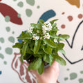 Myosotis sylvatica 'Mon Amie White' - White Forget - me - not - Sprouts of Bristol