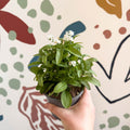 Myosotis sylvatica 'Mon Amie White' - White Forget - me - not - Sprouts of Bristol
