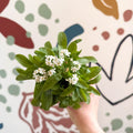 Myosotis sylvatica 'Mon Amie White' - White Forget - me - not - Sprouts of Bristol