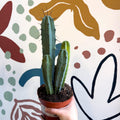 Myrtillocactus geometrizans – Blue Myrtle Cactus - Sprouts of Bristol