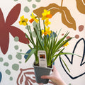 Narcissus ‘Jetfire’ - Potted Daffodils - Sprouts of Bristol