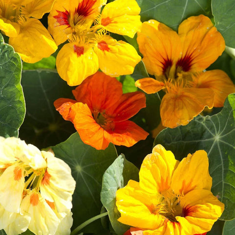 Nasturtium 'Gleam Fields' Seeds - Sprouts of Bristol
