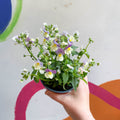 Nemesia 'Lady Kate' - British Grown - Sprouts of Bristol