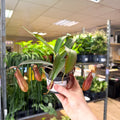 Nepenthes sanguinea hybrid – Tropical Pitcher Plant - Sprouts of Bristol