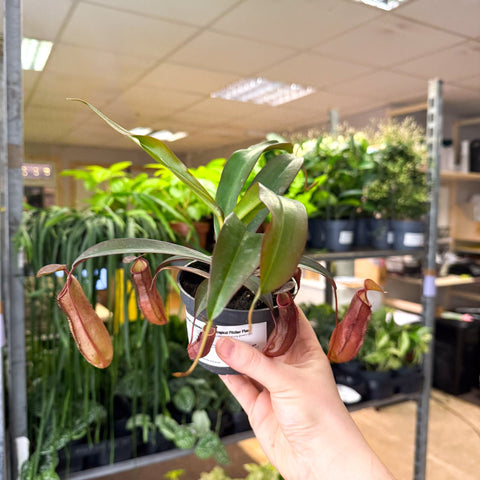 Nepenthes sanguinea hybrid – Tropical Pitcher Plant - Sprouts of Bristol