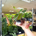 Nepenthes sanguinea hybrid – Tropical Pitcher Plant - Sprouts of Bristol