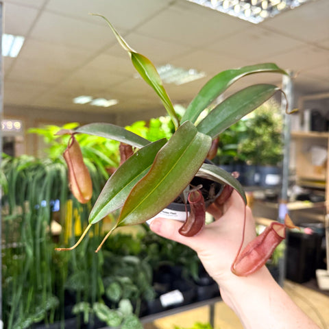 Nepenthes sanguinea hybrid – Tropical Pitcher Plant - Sprouts of Bristol