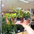 Nepenthes sanguinea hybrid – Tropical Pitcher Plant - Sprouts of Bristol