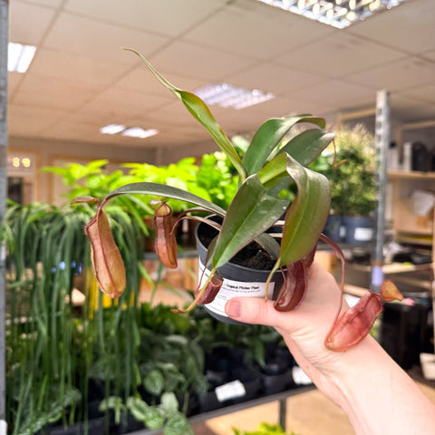 Nepenthes sanguinea hybrid – Tropical Pitcher Plant - Sprouts of Bristol