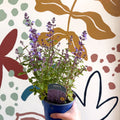 Nepeta × faassenii 'Kitten Around' - Cat Mint - British Grown Perennial - Sprouts of Bristol