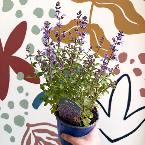 Nepeta × faassenii 'Kitten Around' - Cat Mint - British Grown Perennial - Sprouts of Bristol