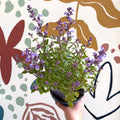 Nepeta × faassenii 'Kitten Around' - Cat Mint - British Grown Perennial - Sprouts of Bristol