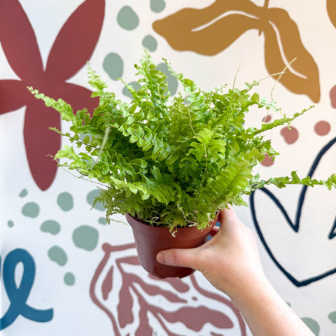Nephrolepis exaltata 'Boston Blue Bell' - Boston Fern - Sprouts of Bristol