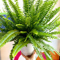Nephrolepis exaltata 'Sonata' - Boston Fern - Sprouts of Bristol