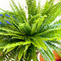 Nephrolepis exaltata 'Sonata' - Boston Fern - Sprouts of Bristol