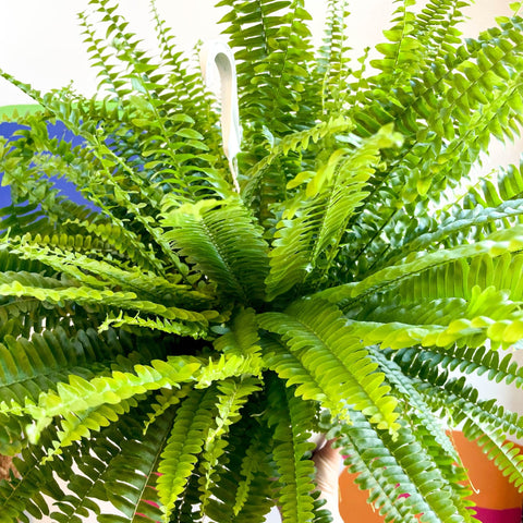Nephrolepis exaltata 'Sonata' - Boston Fern - Sprouts of Bristol
