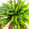 Nephrolepis exaltata 'Sonata' - Boston Fern - Sprouts of Bristol