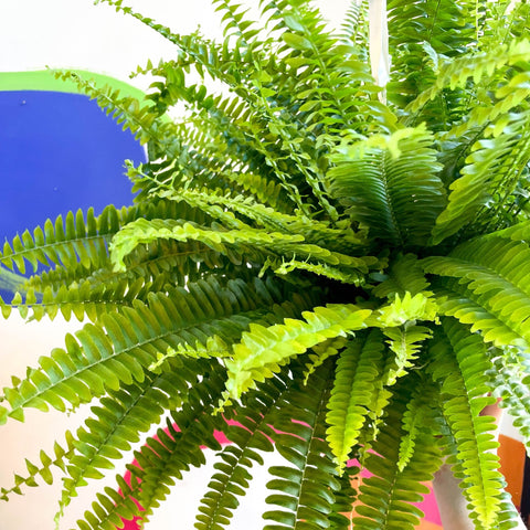 Nephrolepis exaltata 'Sonata' - Boston Fern - Sprouts of Bristol