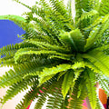 Nephrolepis exaltata 'Sonata' - Boston Fern - Sprouts of Bristol