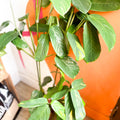 Never Never Plant - Ctenanthe lubbersiana pilosa 'Golden Mosaic' - Sprouts of Bristol