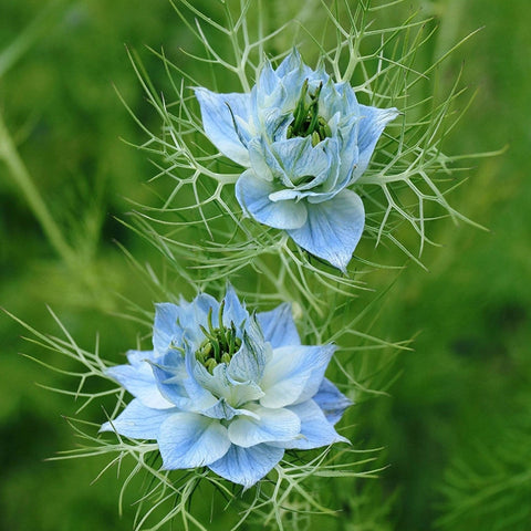 Nigella 'Miss Jekyll' Seeds - Sprouts of Bristol