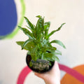 Obedient Plant - Physostegia virginiana 'Crystal Peak White' - British Grown Herbaceous Perennial - Sprouts of Bristol