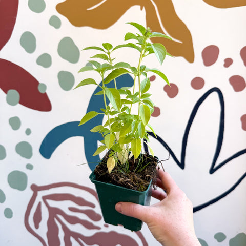Ocimum basilicum 'Lemon' - Lemon Basil - Cotswolds Grown Culinary Herbs - Sprouts of Bristol