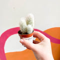 Old Man Cactus - Austrocephalocereus dybowskii - Sprouts of Bristol