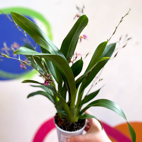 Oncidium x 'Titanium Treasure' - Butterfly Orchid - Sprouts of Bristol