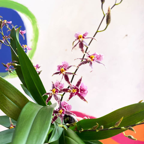 Oncidium x 'Titanium Treasure' - Butterfly Orchid - Sprouts of Bristol