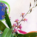 Oncidium x 'Titanium Treasure' - Butterfly Orchid - Sprouts of Bristol