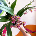 Oncidium x 'Titanium Treasure' - Butterfly Orchid - Sprouts of Bristol