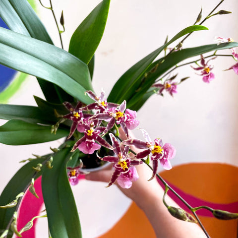 Oncidium x 'Titanium Treasure' - Butterfly Orchid - Sprouts of Bristol