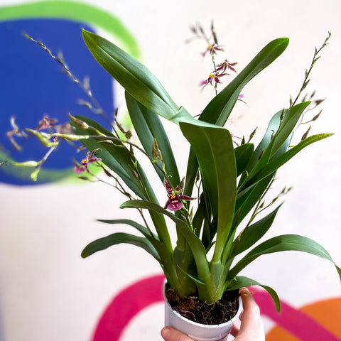 Oncidium x 'Titanium Treasure' - Butterfly Orchid - Sprouts of Bristol