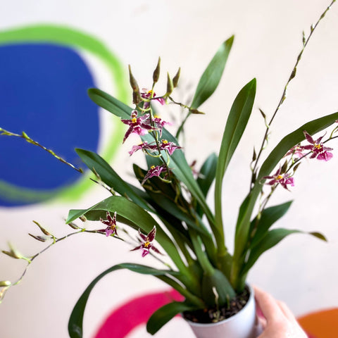 Oncidium x 'Titanium Treasure' - Butterfly Orchid - Sprouts of Bristol