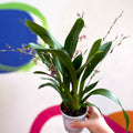 Oncidium x 'Titanium Treasure' - Butterfly Orchid - Sprouts of Bristol