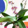 Oncidium x 'Titanium Treasure' - Butterfly Orchid - Sprouts of Bristol
