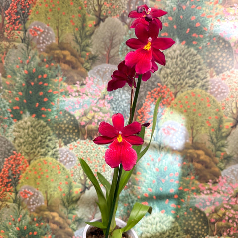 Oncidopsis Nelly Isler ‘Red Velvet’ – Cambria Orchid - Sprouts of Bristol